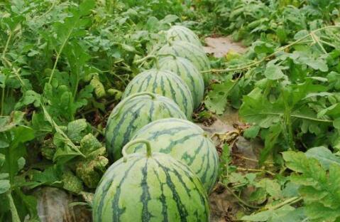 梦见吃大绿瓜,揭秘吃大绿瓜的神秘寓意