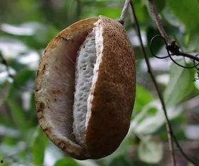 吃不吃八月瓜,吃与不吃，一场味蕾的抉择