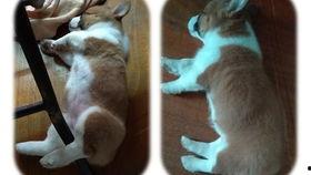 吃瓜小肥,揭秘娱乐圈那些不为人知的幕后故事