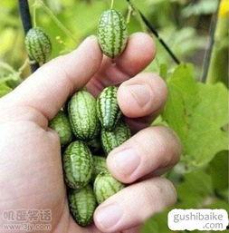 请吃稀瓜图片,请吃稀瓜的温馨时光