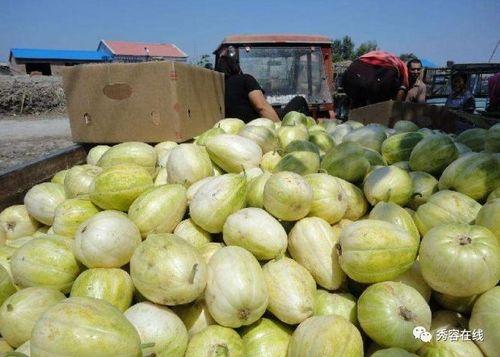 忻府区吃瓜,吃瓜群众的味蕾盛宴