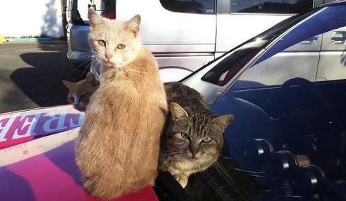 猫在车吃瓜,萌态十足引网友热议