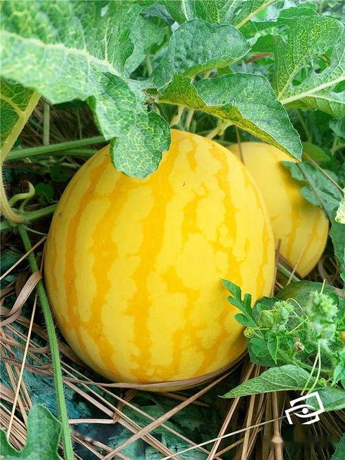 五呀吃瓜,揭秘娱乐圈那些不为人知的幕后故事