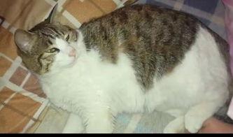 呆猫吃瓜全文,一场爆笑的美食冒险之旅