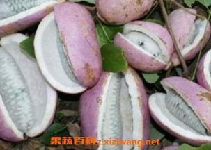 爬山吃八月瓜,徒步探险中的八月瓜美味之旅