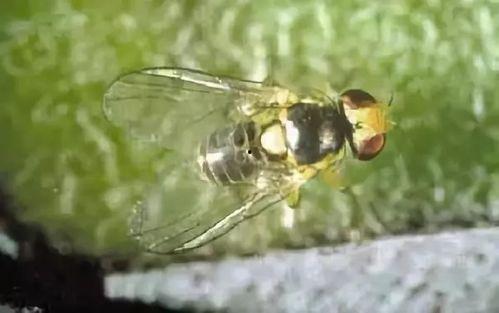 吃瓜的蝇,吃瓜群众视角下的蝇营狗苟