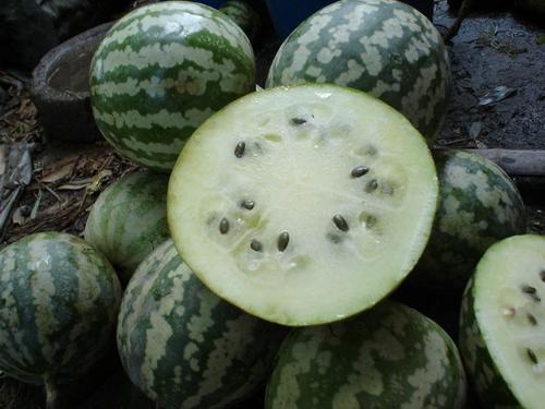 吃瓜绿宝小说,一场奇幻的吃瓜冒险之旅