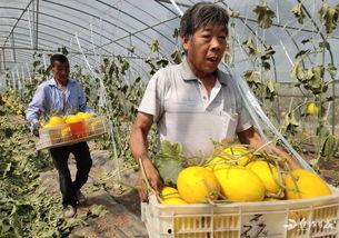 吃瓜取货,吃瓜群众如何成为幕后推手