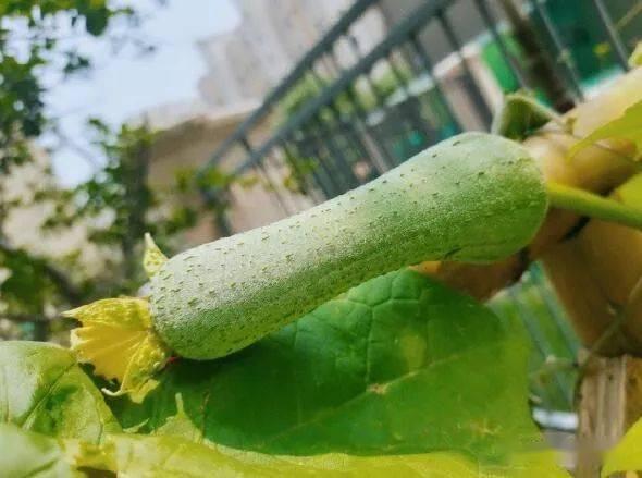 浙百吃瓜,揭秘浙江美食界的那些事儿