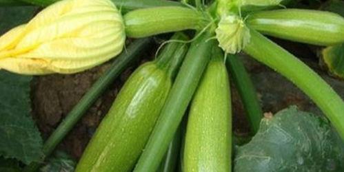 吃白瓜是否通便,轻松实现通便效果