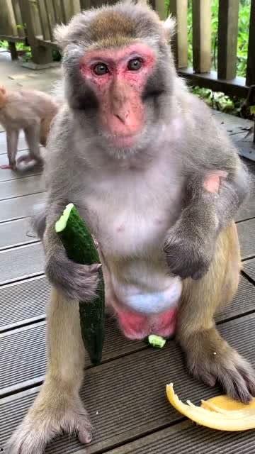 吃瓜猴子表情,揭秘网络时代的表情文化新宠