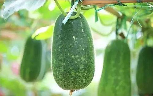 吃瓜文章线索,吃瓜群众如何追踪明星幕后故事