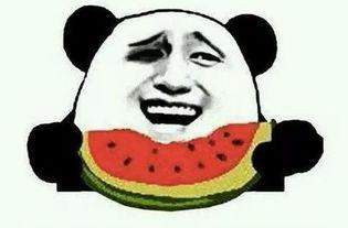 吃瓜励志,揭秘瓜界奇才的奋斗之路