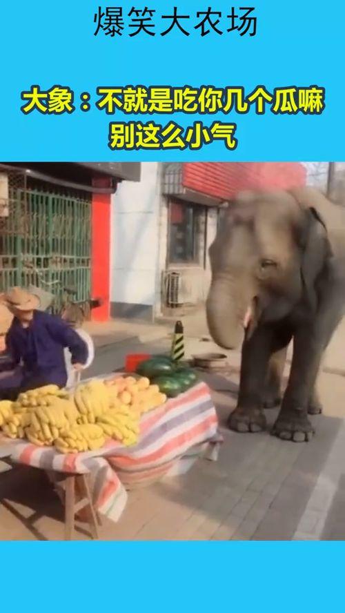 带你吃瓜大象,揭秘网络热词背后的文化现象