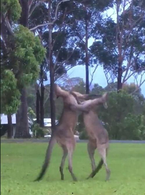 袋鼠打架吃瓜图片高清,高清“吃瓜”现场揭秘