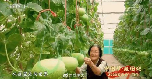 马郁萱讲述吃瓜,吃瓜背后的故事与真相