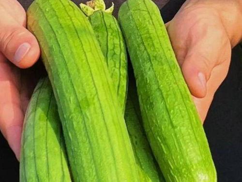 丝瓜夏季吃瓜之一,丝瓜，夏季餐桌上的健康美味瓜果