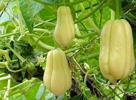 佛手瓜发芽也可以吃吗,佛手瓜发芽后仍可食用的秘密解析