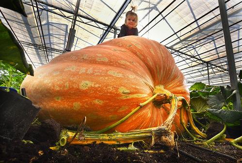 st吃瓜,st吃瓜事件背后的真相与内幕