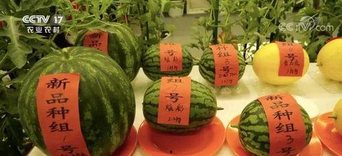 云瓜能晒干吃吗怎么吃