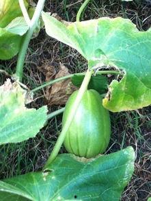 花花吃瓜局,揭秘娱乐圈幕后故事