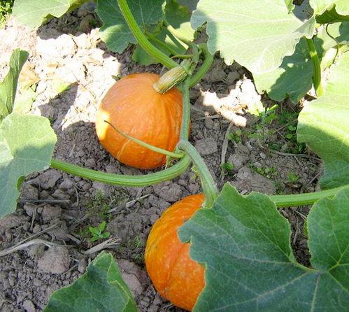 吃韶关的瓜,探寻粤北美食之旅