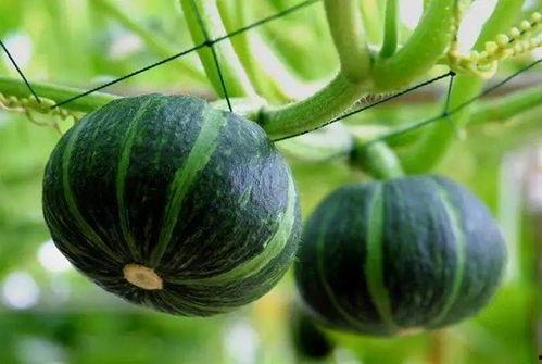 富宁最近吃瓜新闻,最新吃瓜新闻大盘点