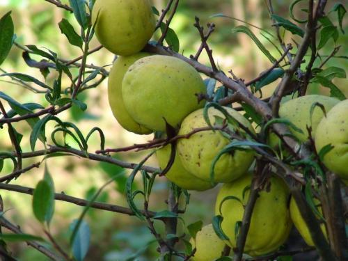 木瓜怎么用药瓜怎么吃,养生美食的巧妙搭配与食用指南