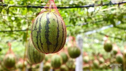 东雪莲吃瓜,揭秘娱乐圈背后的秘密