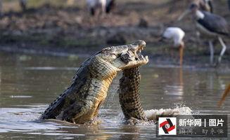 小鳄鱼吃瓜图片