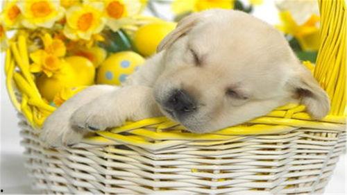 狗狗可以吃蛇瓜,蛇瓜成为宠物新宠