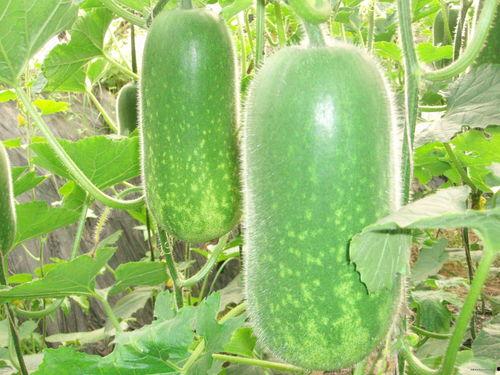 吃瓜大赛每日大瓜反差,吃瓜大赛中的反差大瓜盘点