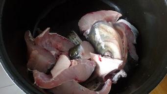 吃瓜炖鱼,探寻美食与生活的和谐交响