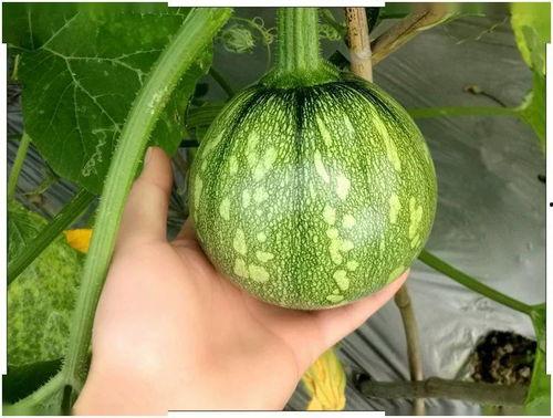 小米粒吃瓜,小米粒的夏日瓜果盛宴